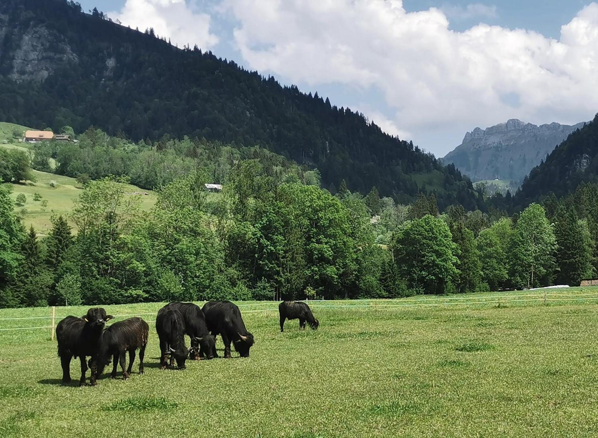 Gasthof Kreuz Marbach ภายนอก รูปภาพ